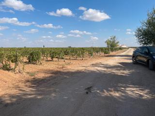 Finca rústica a Socuéllamos. Finca de emparrado en venta