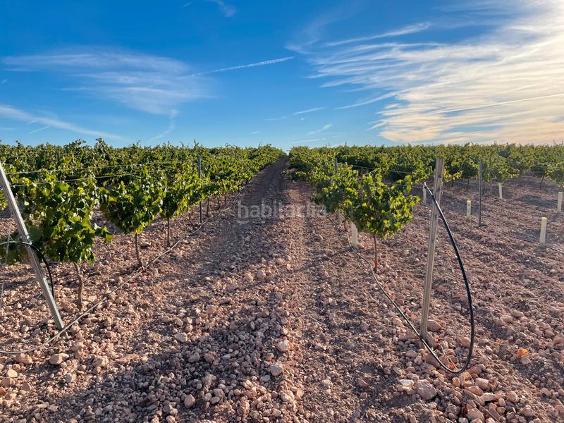 Foto 3d367fe4-3756-4c55-9bfd-e58e04946364. Fondo rustico in Toboso (El)