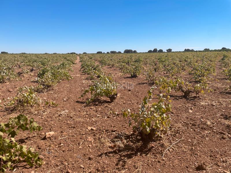 Foto f2fe765b-c73a-4e11-8249-f3de4acbe3e7. Fondo rustico in Toboso (El)