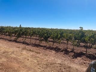 Landgut in Toboso (El)