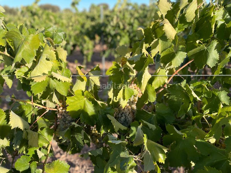 Foto 012793b0-be58-46bb-807d-492e996f76c8. Finca rústica en n/a en Campo de Criptana