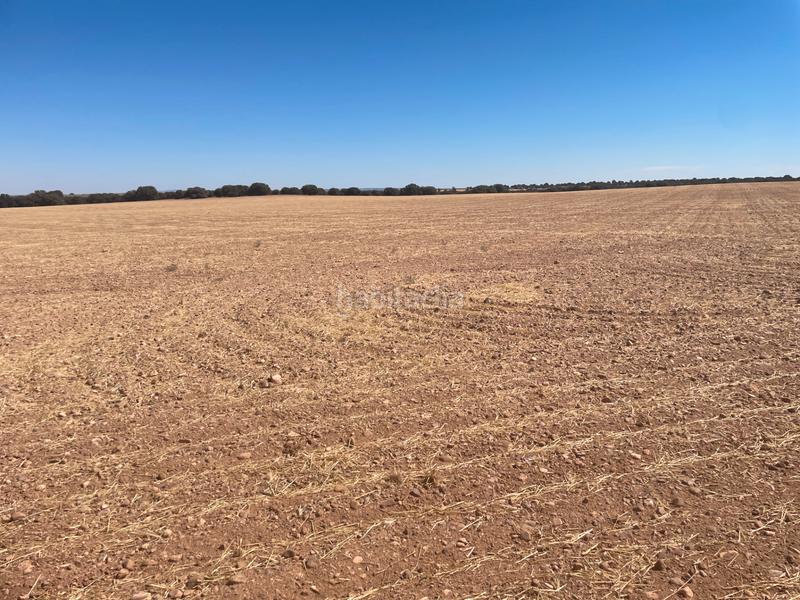 Foto 405f8605-3e1b-476c-a42f-1f3b257c9084. Finca rústica en n/a en Campo de Criptana