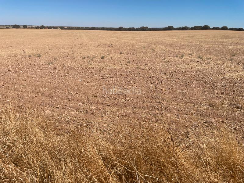 Foto 4393c291-491c-4f80-8cfe-95ebd01c9200. Finca rústica en n/a en Campo de Criptana