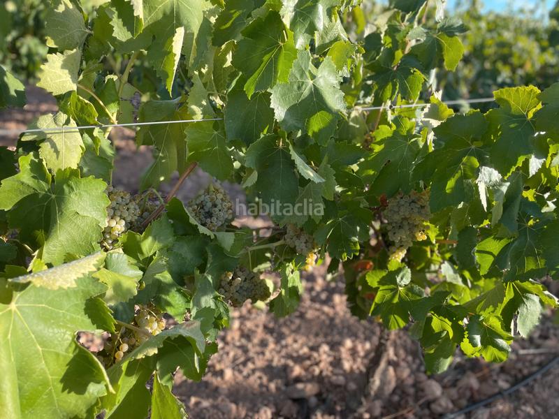 Foto dae50c52-c5ca-404e-b34e-f572ea20d14f. Finca rústica en n/a en Campo de Criptana