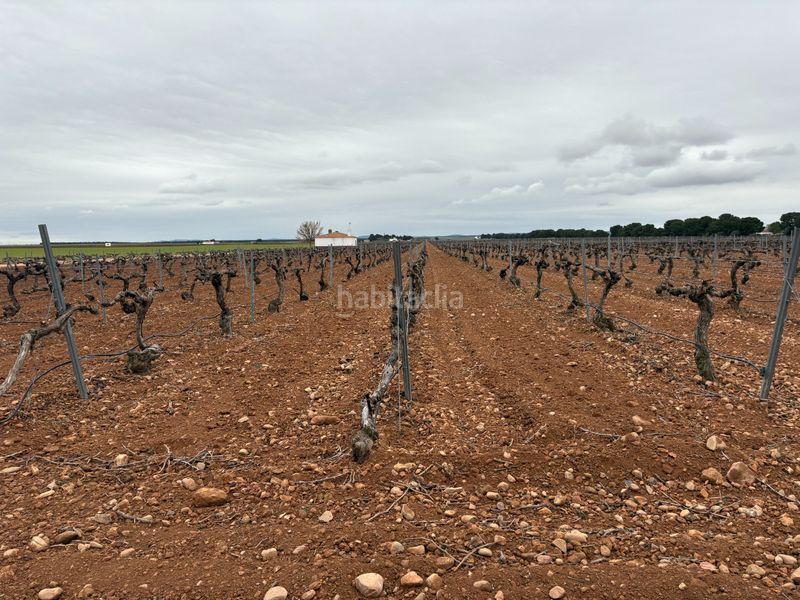 Foto 50c24da0-5e13-4a30-aaa0-cc5b50e0c9c4. Rural plot in camino de Tomelloso a villarrobledo 562 in Tomelloso
