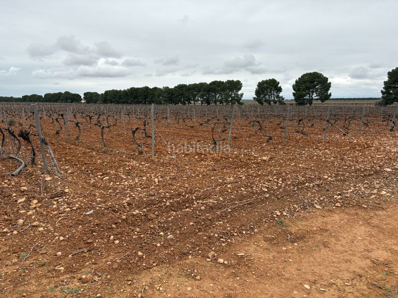 Foto 8109238a-4655-463d-95b0-783788328904. Rural plot in camino de Tomelloso a villarrobledo 562 in Tomelloso