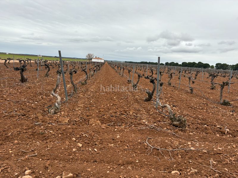 Foto 856311c6-7a1f-4db1-bd43-dbb1888cffd1. Rural plot in camino de Tomelloso a villarrobledo 562 in Tomelloso