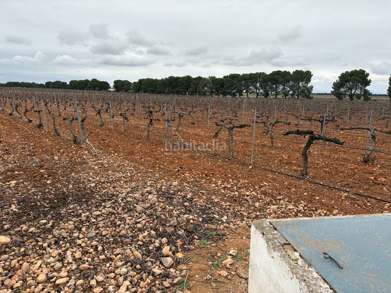 Foto 92aff97e-6680-4327-a311-d1186bd17e78. Rural plot in camino de Tomelloso a villarrobledo 562 in Tomelloso