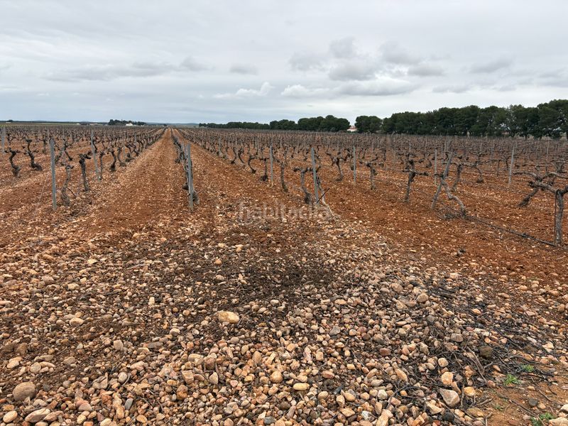 Foto be874aa6-d56e-4334-9ecc-bcad6a75fb0f. Rural plot in camino de Tomelloso a villarrobledo 562 in Tomelloso