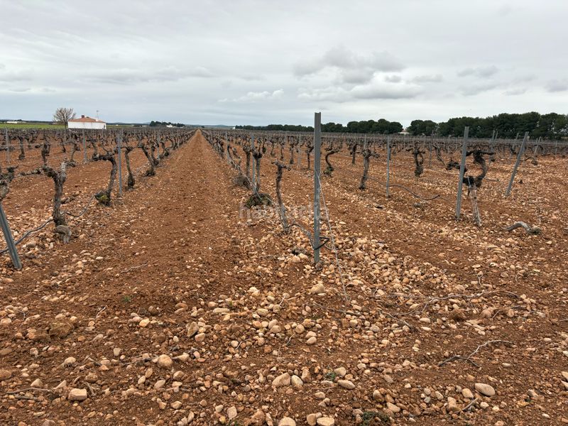 Foto ca4a6b8c-ec2d-4d37-9c34-19d43754dc81. Rural plot in camino de Tomelloso a villarrobledo 562 in Tomelloso