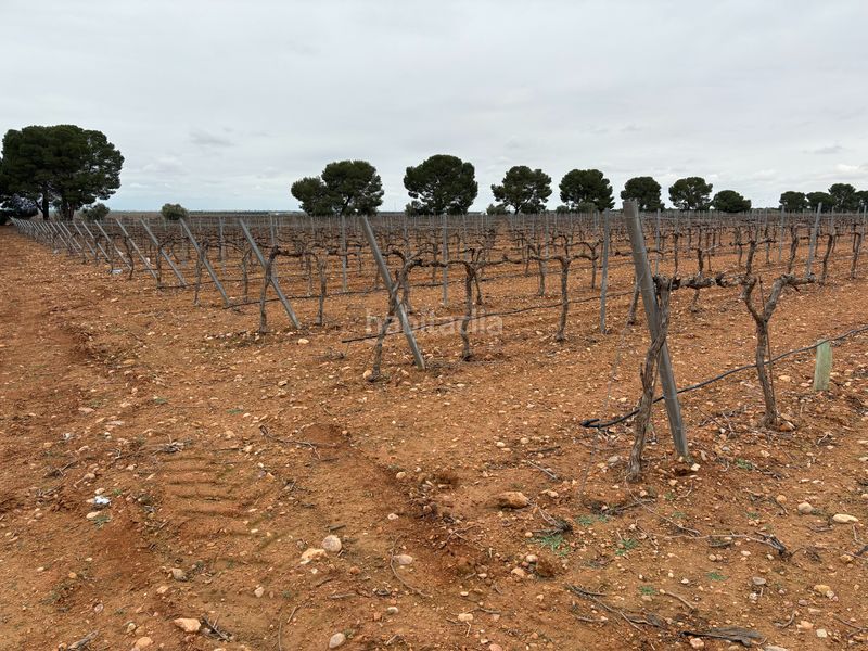 Foto d0adb25c-8eb5-419d-b38b-e4239948d3ac. Rural plot in camino de Tomelloso a villarrobledo 562 in Tomelloso