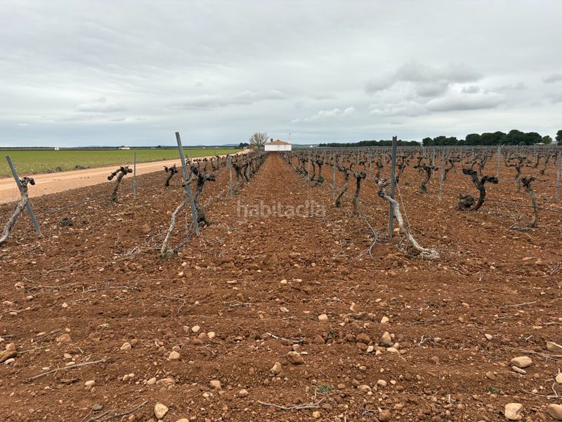 Foto f5b4e1cf-b5f4-4ba5-b183-8fce394529ab. Rural plot in camino de Tomelloso a villarrobledo 562 in Tomelloso