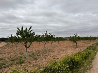 Landgut in N/a. Se vende parcela de almendros en producción
