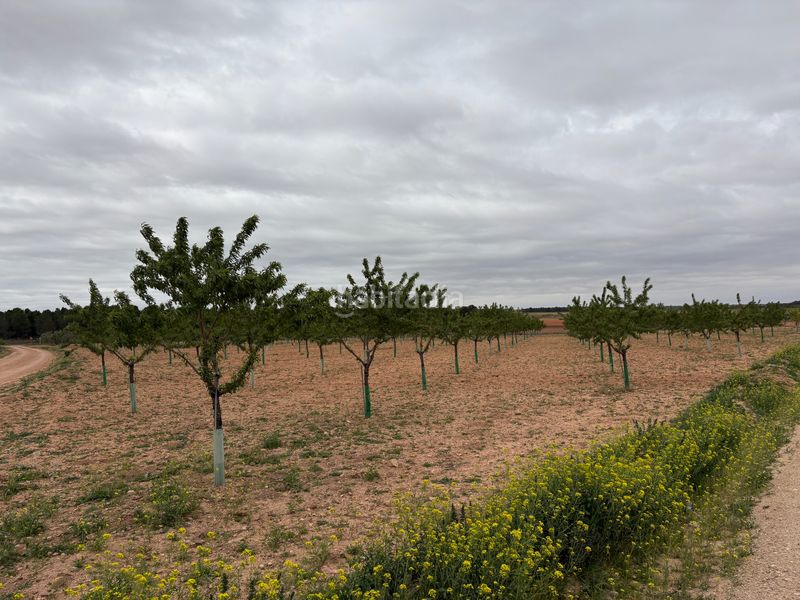 Foto 09f41be7-4949-4347-b404-a48aea1dbe65. Finca rústica a n/a a Bonillo (El)