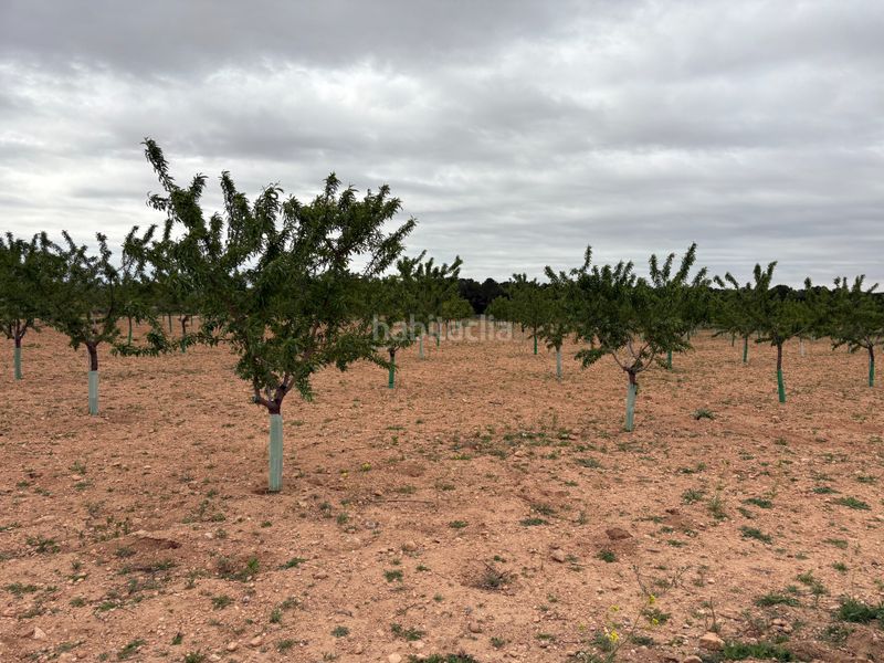 Foto 1e429ac1-5cac-4b43-8c98-da25dcd21c68. Finca rústica a n/a a Bonillo (El)