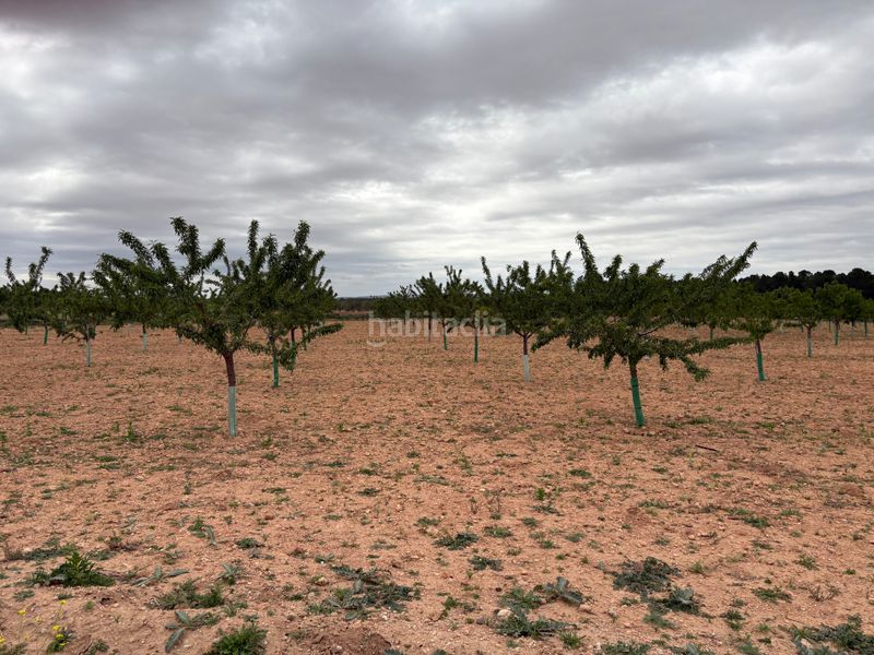 Foto 71d19d1e-fcd1-4302-98d6-a6d6d7122d48. Finca rústica a n/a a Bonillo (El)