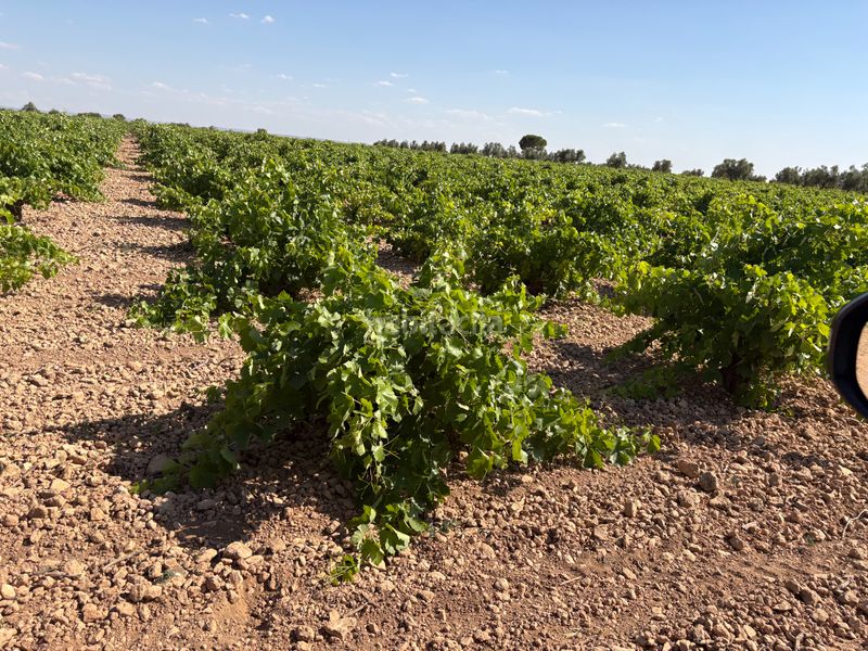 Foto 3d29a0d7-3053-4f38-b049-e6164ea55125. Finca rústica a cm-3102 9 a Tomelloso