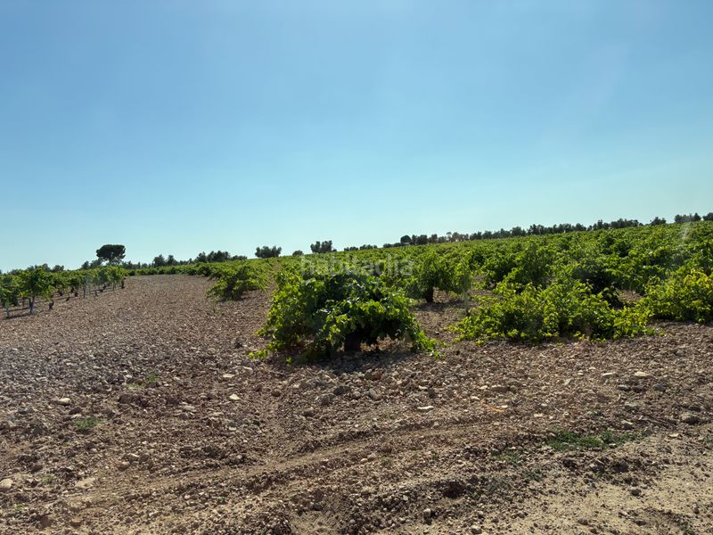 Foto d639d99e-9ff1-446f-8b38-fb90876f0a95. Finca rústica a cm-3102 9 a Tomelloso