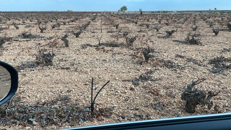Foto 8a71deed-5a3f-4cf5-b6a5-9d9f63029d3b. Finca rústica a cm-3102 9 a Tomelloso