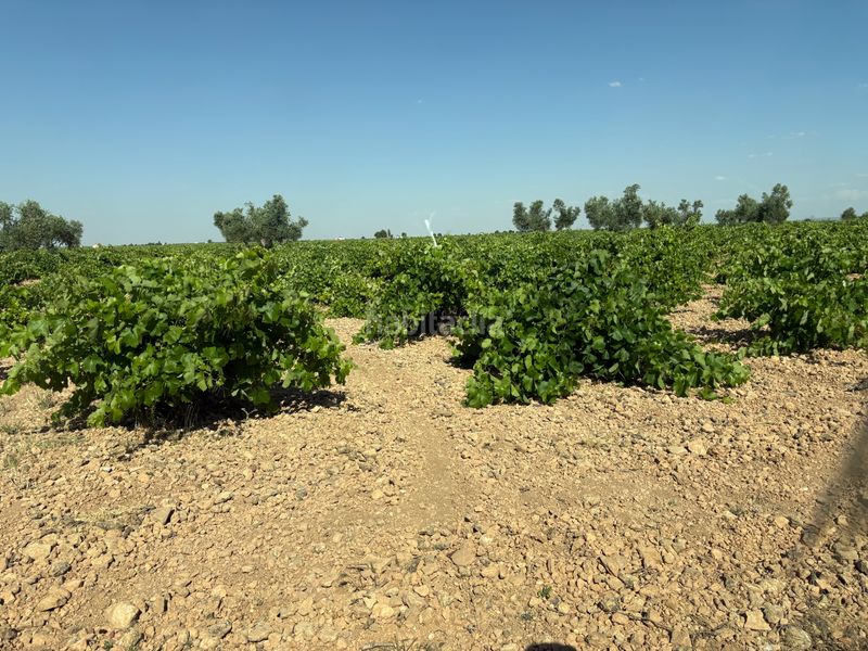 Foto 95f18197-cf4d-461d-88cc-82a2d9297be7. Finca rústica a cm-3102 9 a Tomelloso