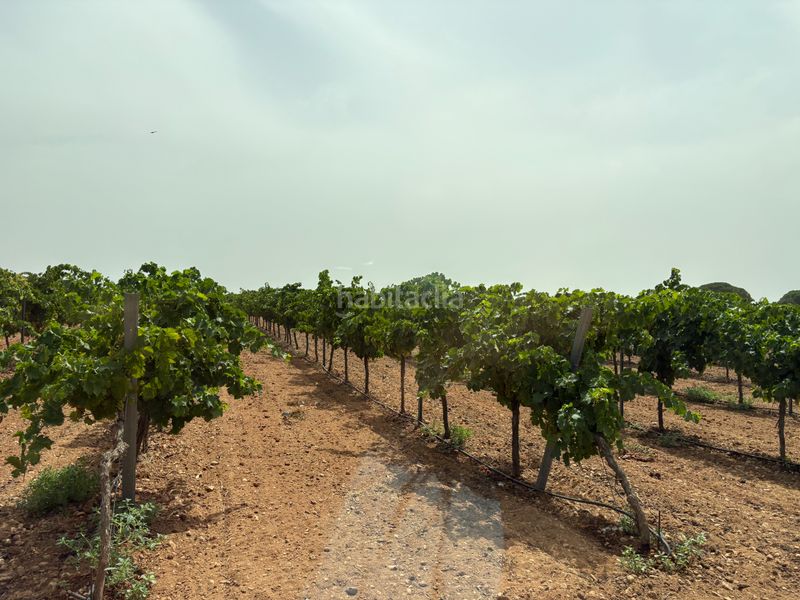 Foto 12a6ccaf-a143-4f95-b959-5b845c31dfc0. Finca rústica a n/a a Socuéllamos