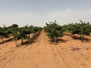 Finca rústica a N/a. Finca en venta de emparrado