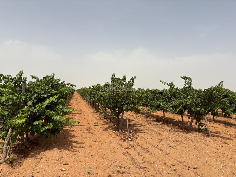 Foto fbd73678-2079-4206-af66-939b89f22fb4. Finca rústica a n/a a Socuéllamos