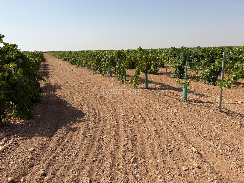 Foto 37fdbe67-dcd9-4076-8b96-a8e87ee8b70a. Finca rústica a cm-3103 38 a Tomelloso
