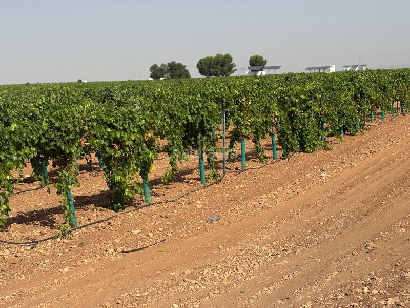 Foto 47240f01-67e8-4f3a-9462-d61a35465e19. Finca rústica a cm-3103 38 a Tomelloso