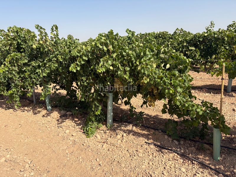 Foto 631417df-1d8c-4081-a942-cee93d5b6ffe. Finca rústica a cm-3103 38 a Tomelloso