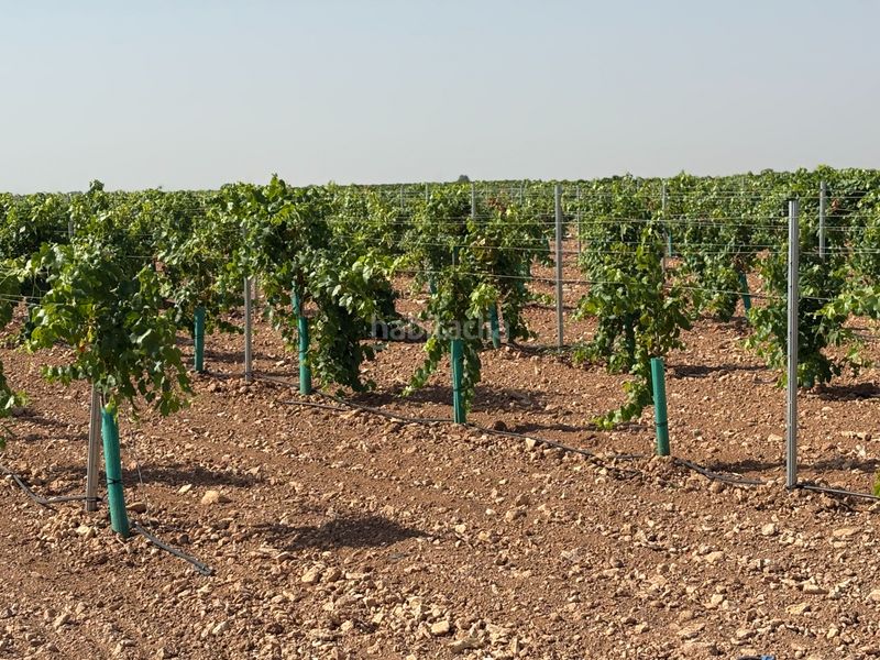Foto 64b1e498-a6cf-4e05-bc67-6dc7106f72ab. Finca rústica a cm-3103 38 a Tomelloso
