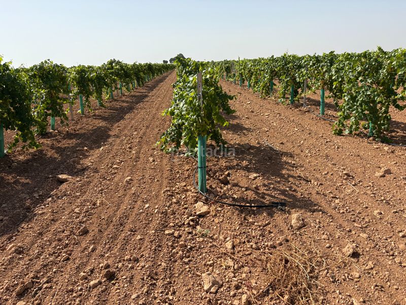 Foto 7657e6a5-7f33-462b-922b-eac855c060db. Finca rústica a cm-3103 38 a Tomelloso