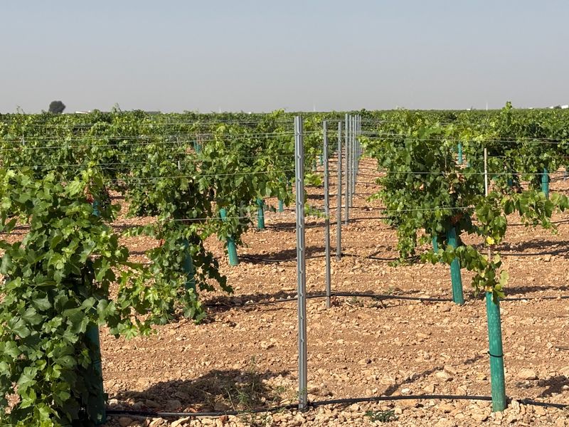Foto a433cbf7-70e8-4a88-95ca-4f27efc90fb8. Finca rústica a cm-3103 38 a Tomelloso