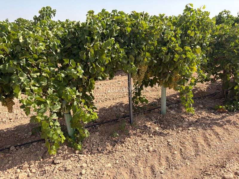 Foto aefc226c-1898-4d47-aeca-5061f371f945. Finca rústica a cm-3103 38 a Tomelloso