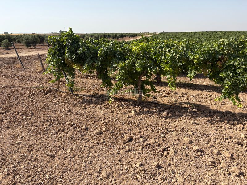 Foto b9570866-72c2-4190-aab6-4b39284aa77a. Finca rústica a cm-3103 38 a Tomelloso