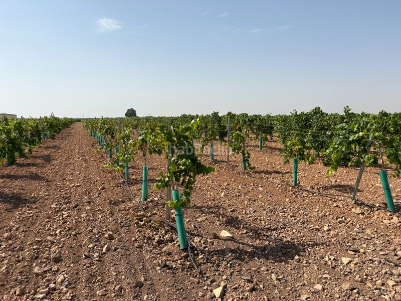 Foto badc7c9c-3213-4f56-84b8-6079b5ff3f74. Finca rústica a cm-3103 38 a Tomelloso