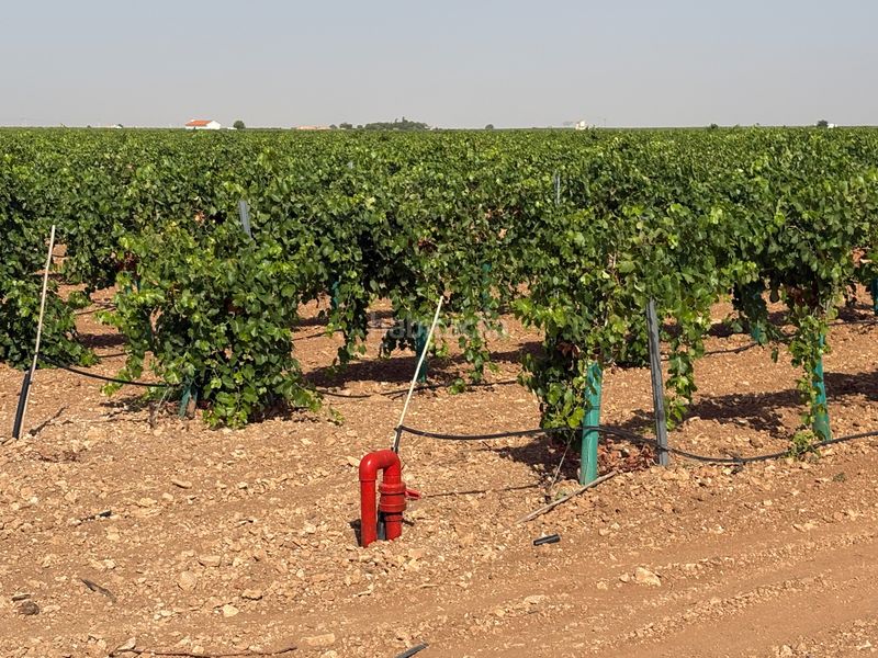 Foto bd4a7611-761c-4bd4-a053-82b9df1a5ead. Finca rústica a cm-3103 38 a Tomelloso