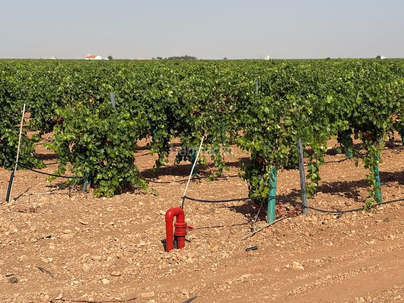 Foto cc46a8be-ed00-462b-81cd-ed04ed1fc387. Finca rústica a cm-3103 38 a Tomelloso