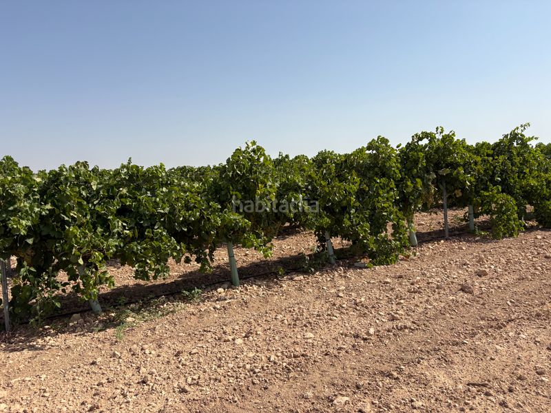 Foto f843d0a4-8cdc-42ae-9634-c8da8b341f97. Finca rústica a cm-3103 38 a Tomelloso