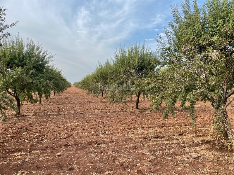 Foto 46b696e2-ed2e-4235-bc5b-5a8d49939d0f. Finca rústica a Mesas (Las)