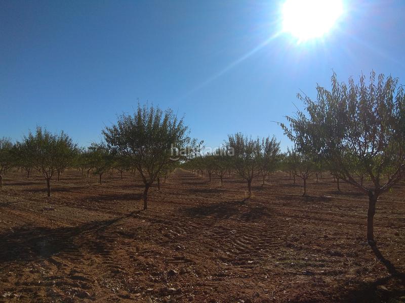 Foto 4e9633fe-5618-4ad4-92ee-a87d335fc288. Finca rústica a Mesas (Las)