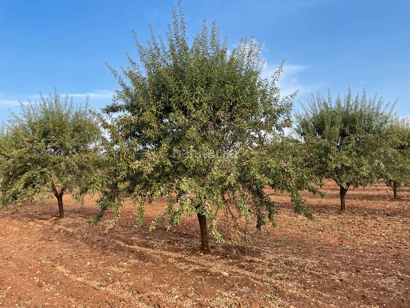 Foto 961c77fe-5005-4134-a1fb-3ab7dfea3fd8. Finca rústica a Mesas (Las)