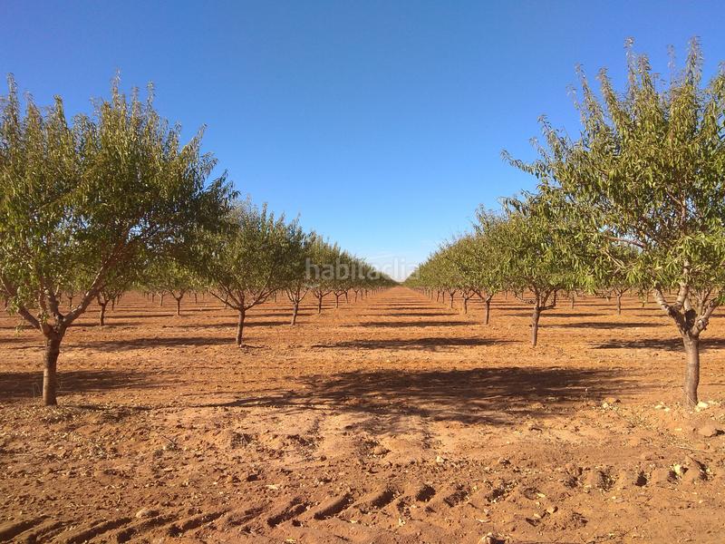 Foto 96be84bc-0f4e-49c6-b147-feace73e5ad8. Finca rústica a Mesas (Las)