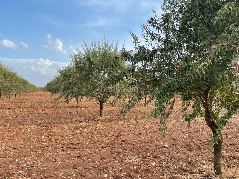 Foto ef373d9d-7bdb-4f28-88f4-a367c933f930. Finca rústica a Mesas (Las)