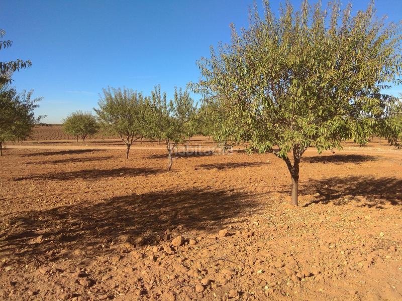 Foto f9df3f9f-38ab-411d-9185-86c295a63310. Finca rústica a Mesas (Las)