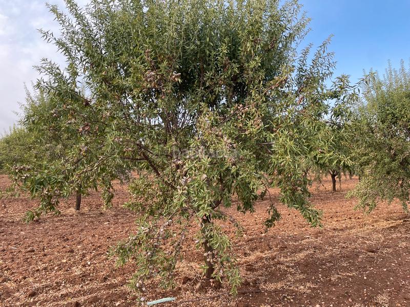 Foto 16fdb0ba-cdcd-42ae-97d6-e5caff87b461. Finca rústica en Mesas (Las)