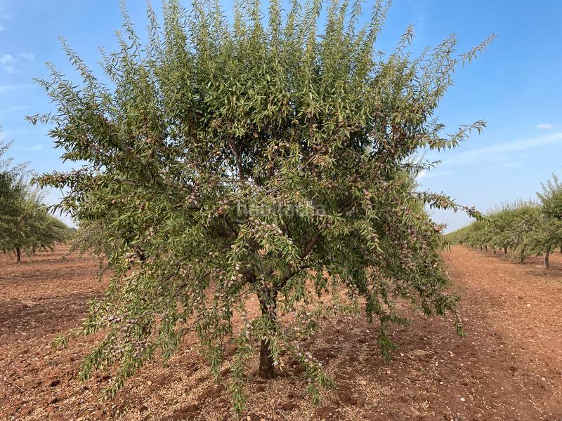 Foto 8efd0d0e-2457-429b-add6-cbe56001ad33. Finca rústica en Mesas (Las)