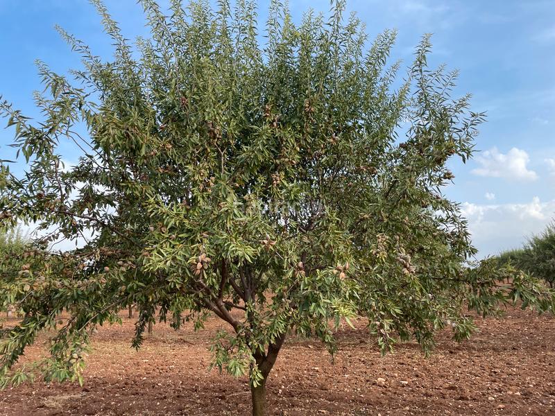 Foto a456a6b0-ec7a-4f8b-9694-76d634ca41a9. Finca rústica en Mesas (Las)