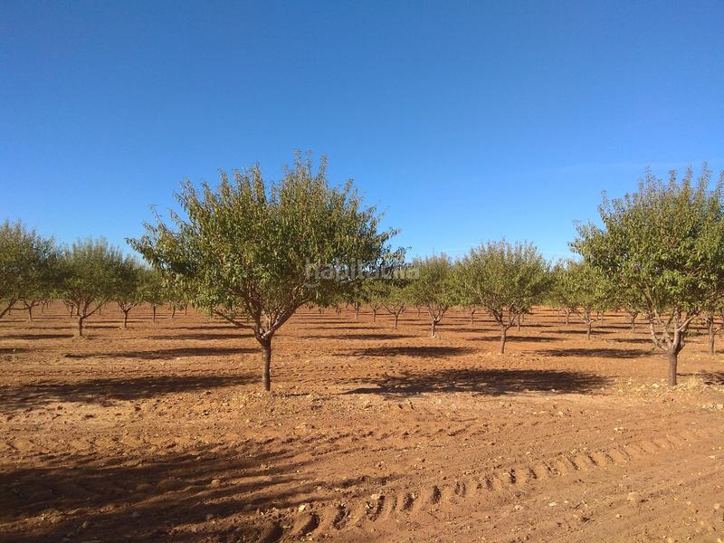 Foto e48e9c91-0f38-4fec-b7e1-dec462fd5a3d. Finca rústica en Mesas (Las)