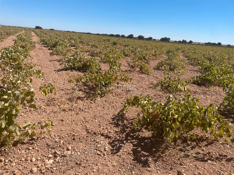 Foto 57847da5-2f2d-46c4-971f-45d018fd57f4. Finca rústica en Alcázar de San Juan